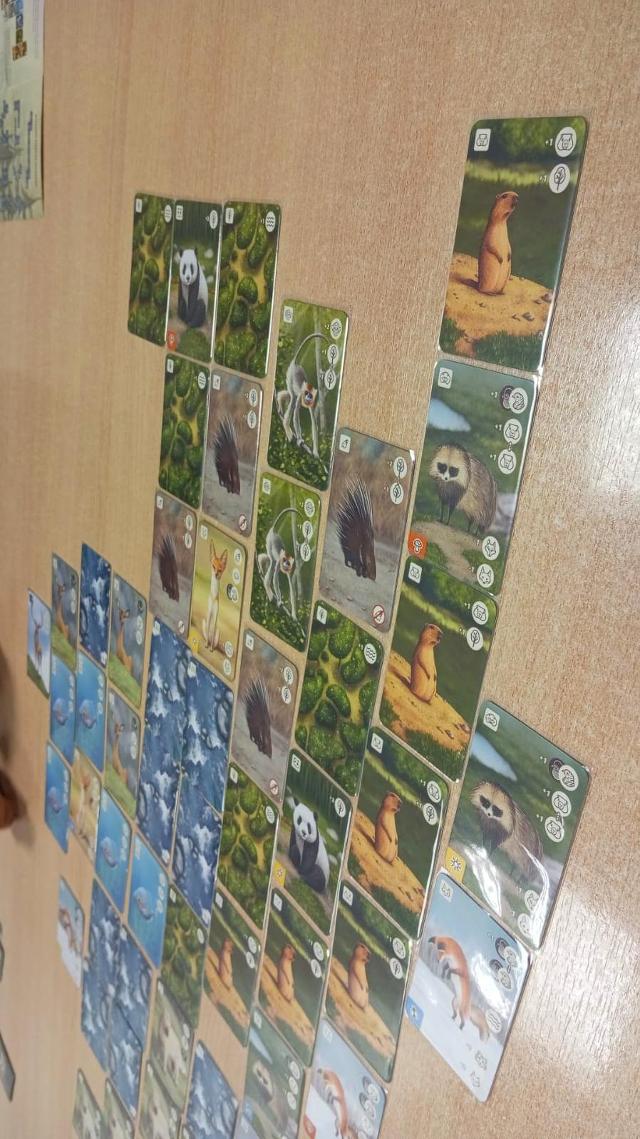 Panda na stole, foto: Estepo Estepoes