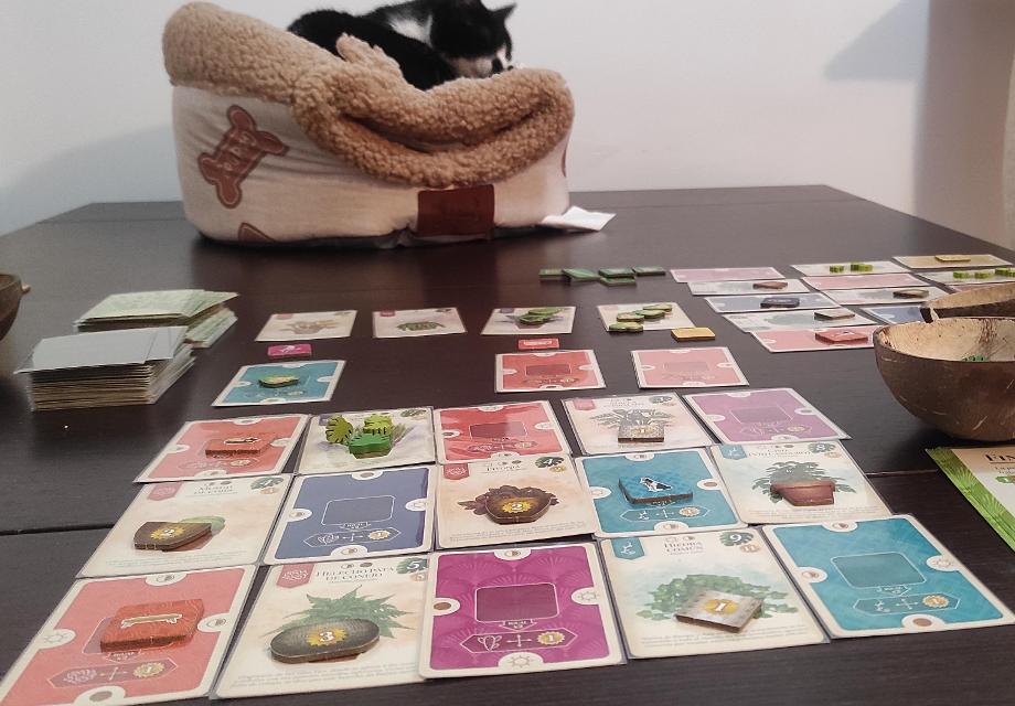 Verdant on the table, photo by Pauliss