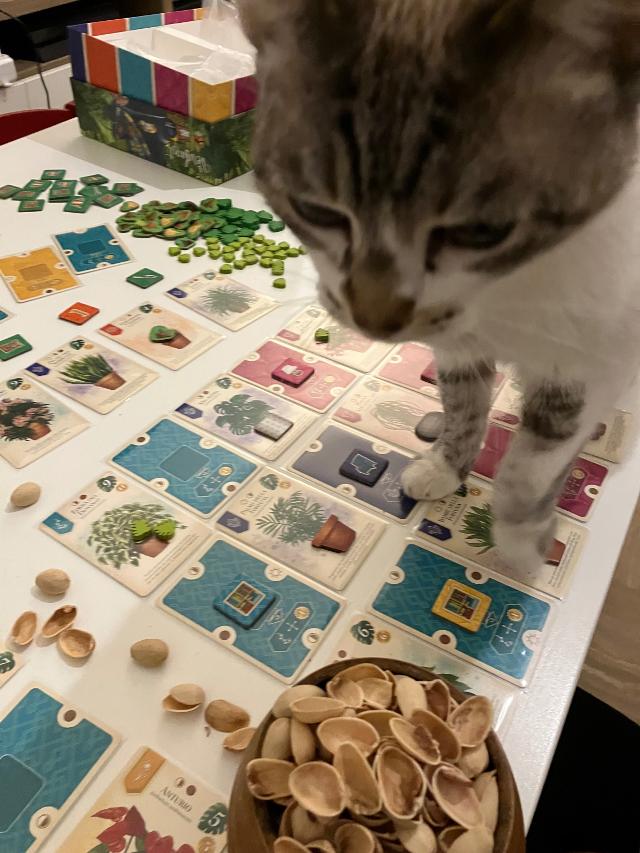 Verdant on the table, photo by Malaka13
